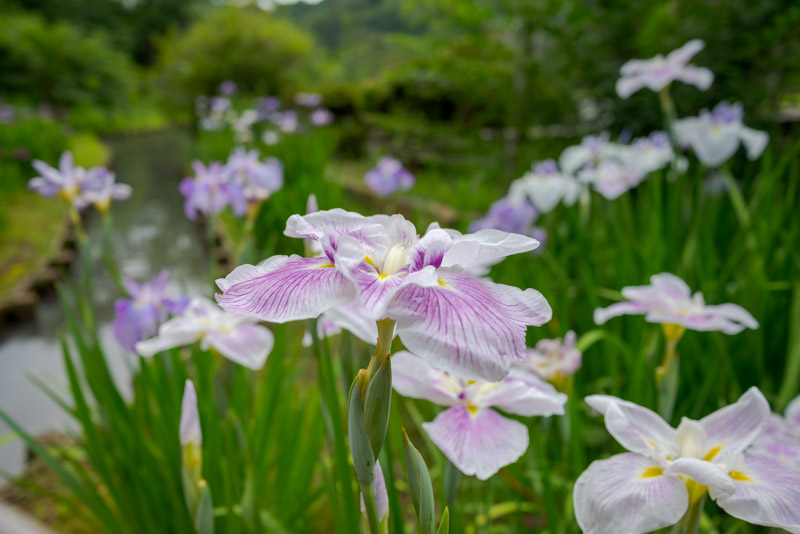 三溪園初夏の花菖蒲