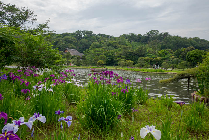 三溪園初夏の池周りの花菖蒲