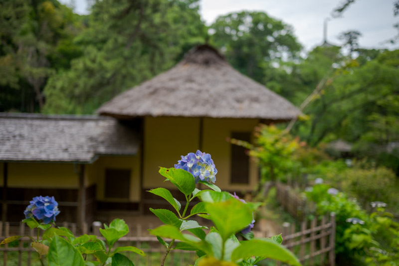 三溪園初夏の紫陽花