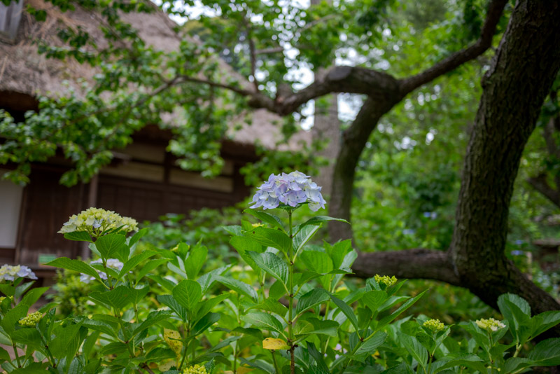 三溪園初夏の紫陽花