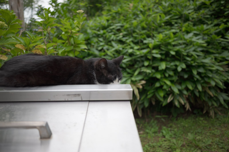 三溪園にいた猫