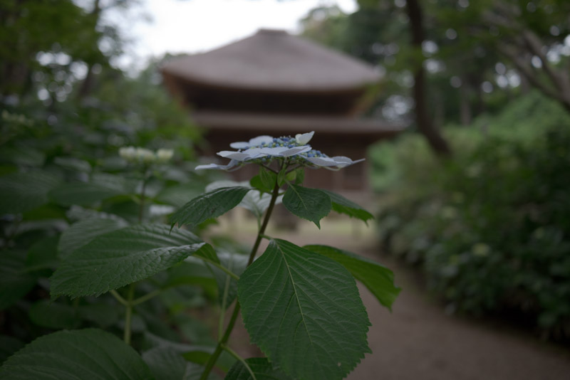 三溪園初夏の額紫陽花