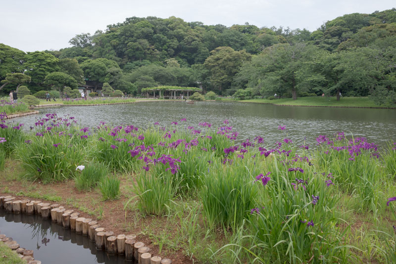 三溪園初夏の池周りの花菖蒲
