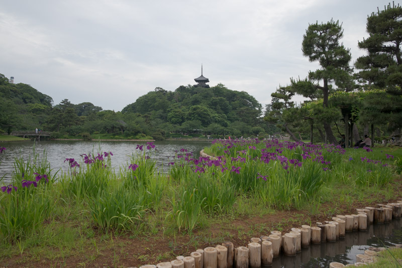 三溪園花菖蒲超しの三重塔