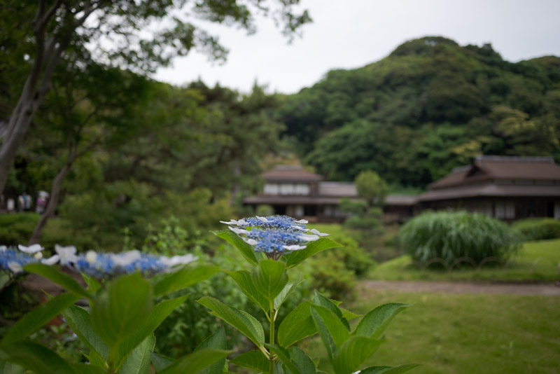 三溪園初夏の額紫陽花