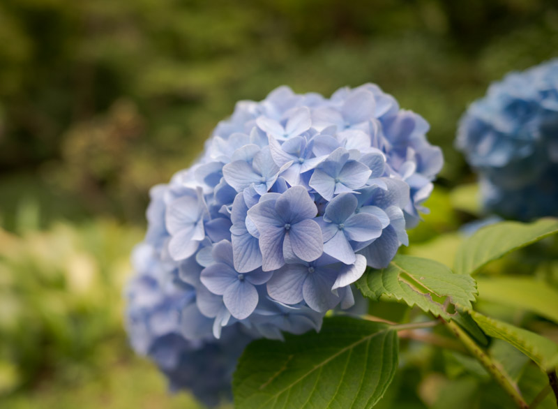 三溪園初夏の池周りの花菖蒲