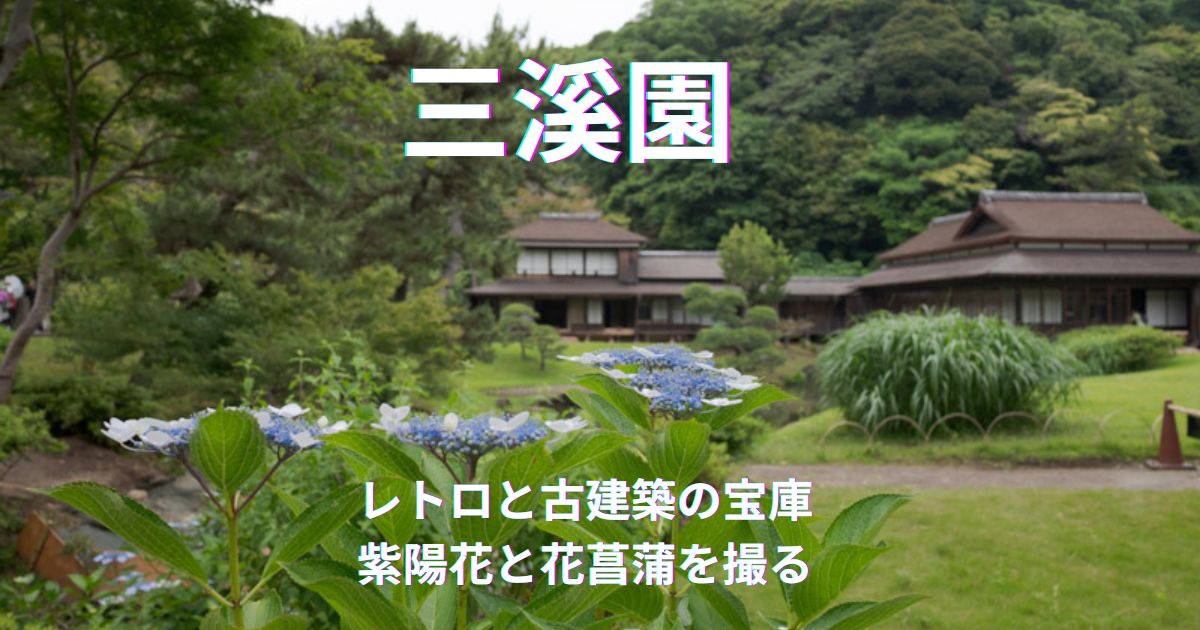 レトロと古建築の宝庫三溪園｜歴史ある庭園で紫陽花と花菖蒲を撮る