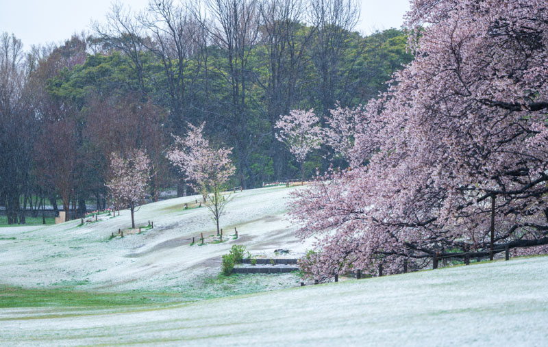 桜と雪景色の根岸森林公園の写真