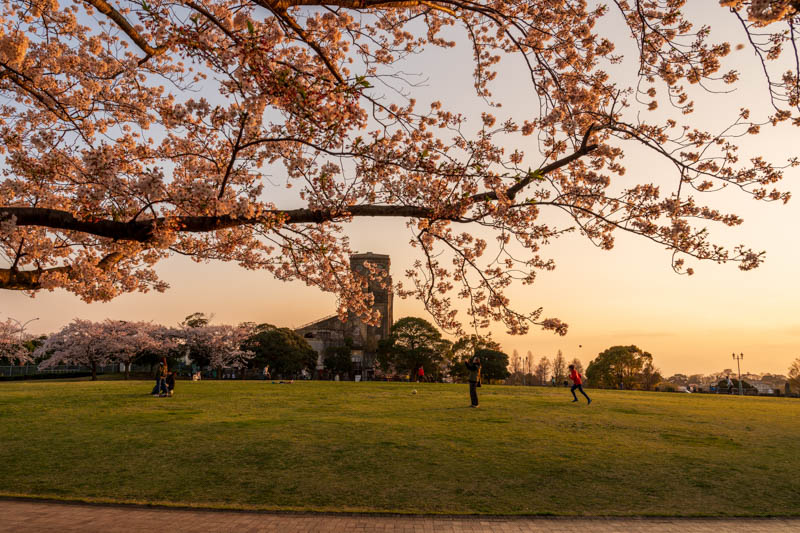 桜と一等馬見所の写真