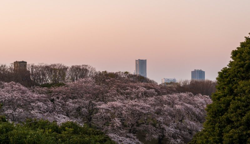 桜と一等馬見所とランドマークタワーの写真