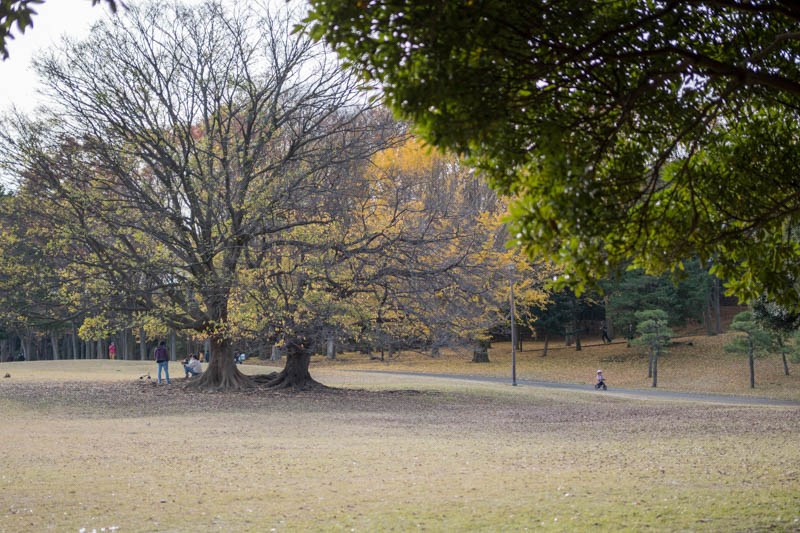秋と紅葉の根岸森林公園の写真
