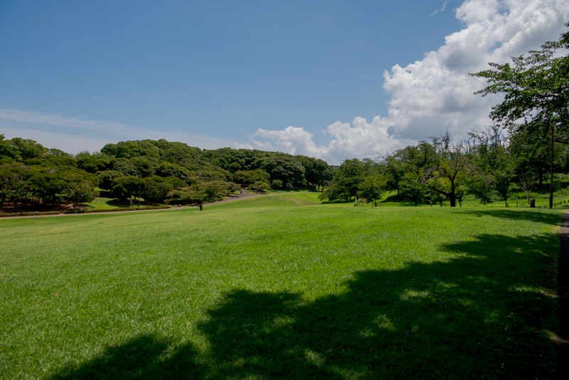 夏の根岸森林公園の写真