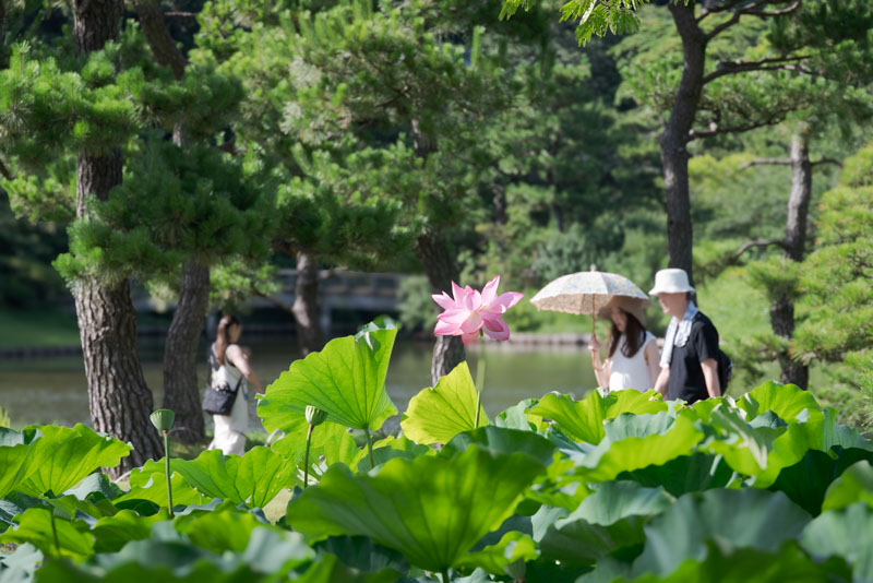 三溪園レトロな庭園と蓮の花の写真
