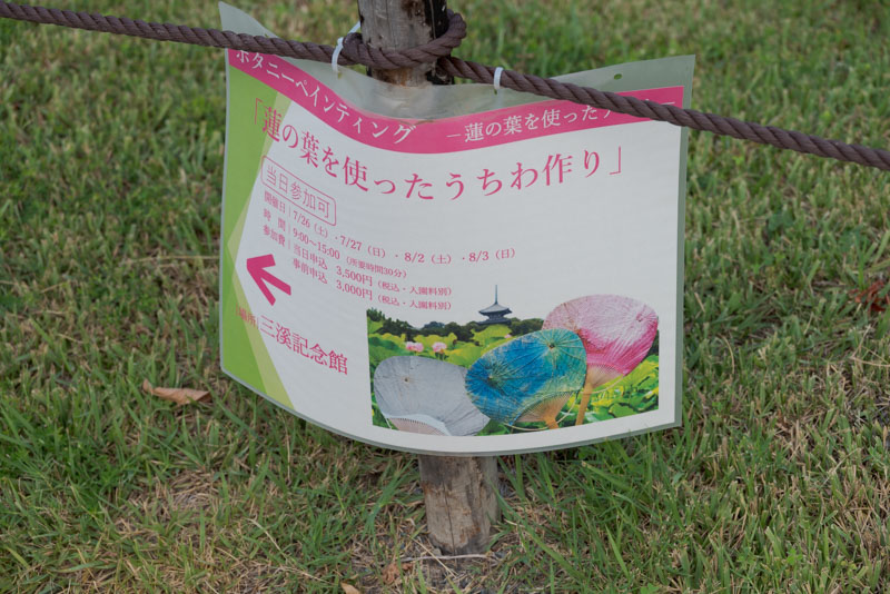 三溪園の蓮の葉うちわ作り案内の写真