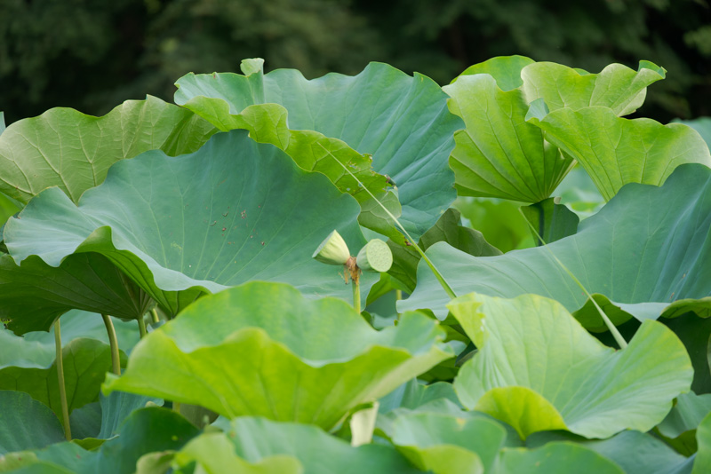 三溪園双頭蓮の花托の写真