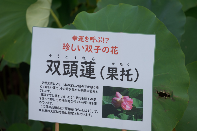 三溪園双頭蓮の案内図の写真