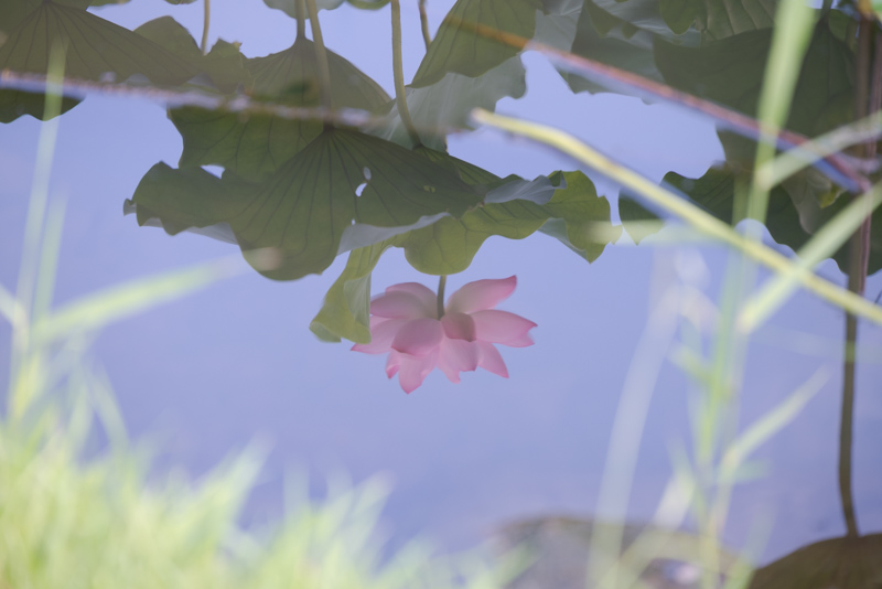 三溪園の蓮池に映る蓮の写真