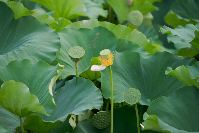 三溪園の最後の一片蓮の花の写真