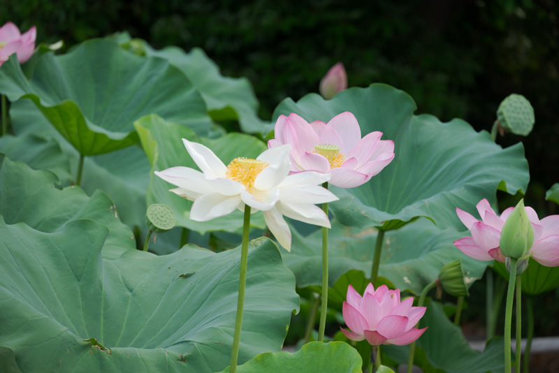 三溪園の紅白の蓮の花の写真