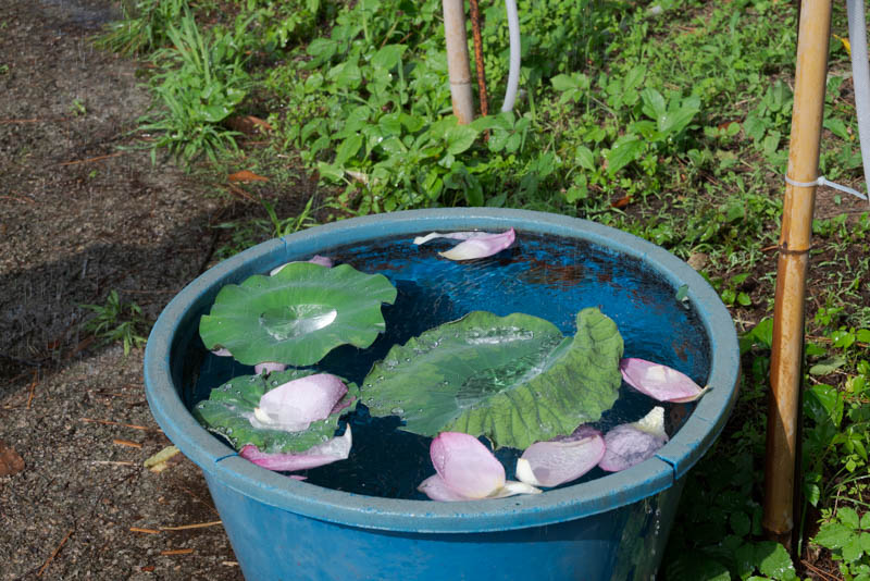 三溪園の蓮の葉シャワーで貯まった水と葉の写真