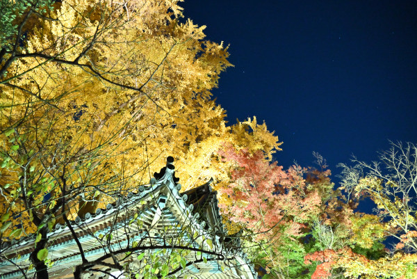 夜のライトアップされた黄葉と建物