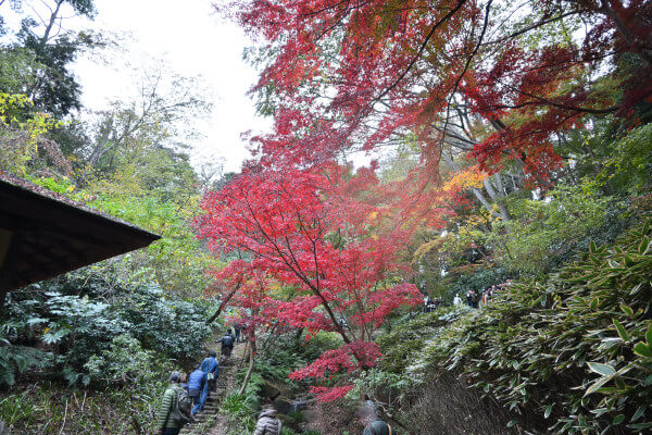 期間限定で通ることのできる遊歩道の紅葉