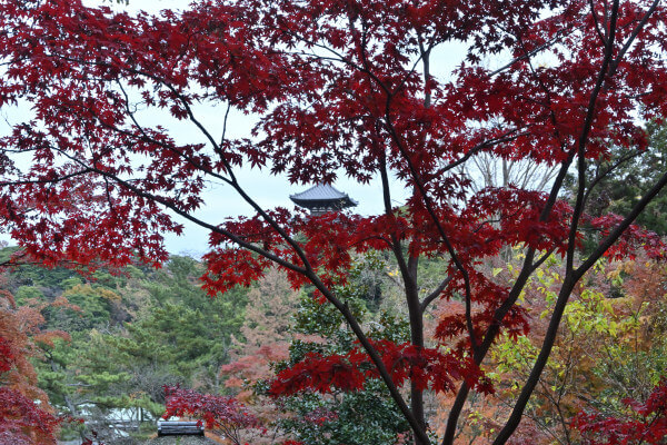 三重塔と紅葉