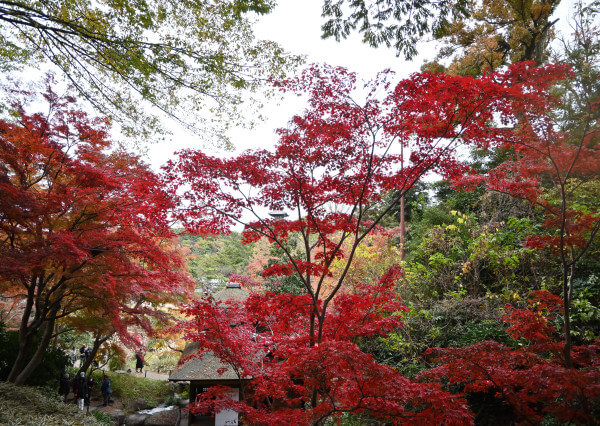 聴秋閣から見える真っ赤な紅葉