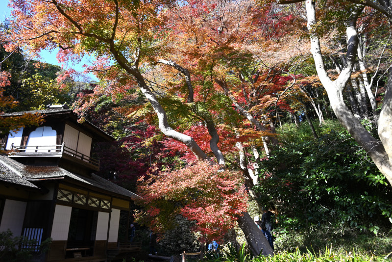 聴秋閣と期間限定遊歩道入口と紅葉