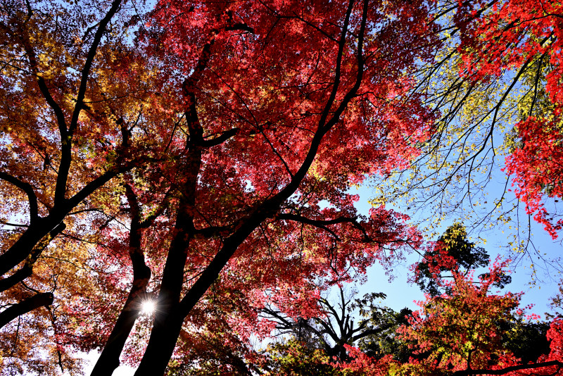 聴秋閣期間限定遊歩道上の、赤と黄のコントラストが綺麗な紅葉