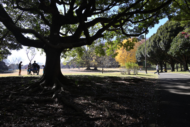 根岸森林公園のいちょうの木