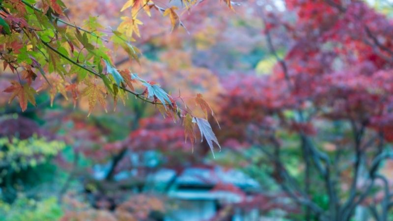 三溪園の紅葉