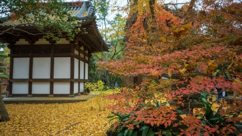 黄色の落ち葉に彩られた黄葉と建物