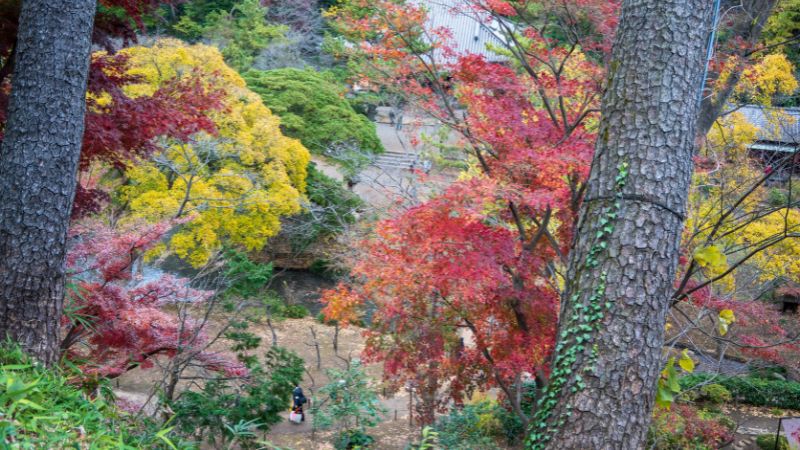 三重塔へ行く階段登った上から見える赤と黄色に彩られた紅葉