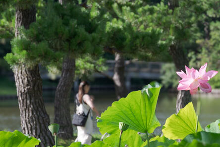 三溪園レトロな庭園と蓮の花の写真