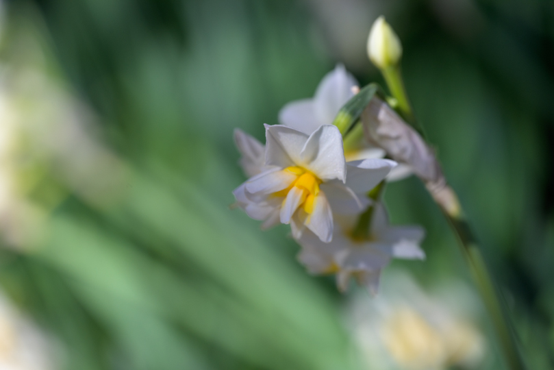 登り途中に咲いていた早咲き水仙
