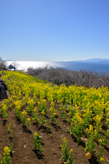菜の花畑と相模湾