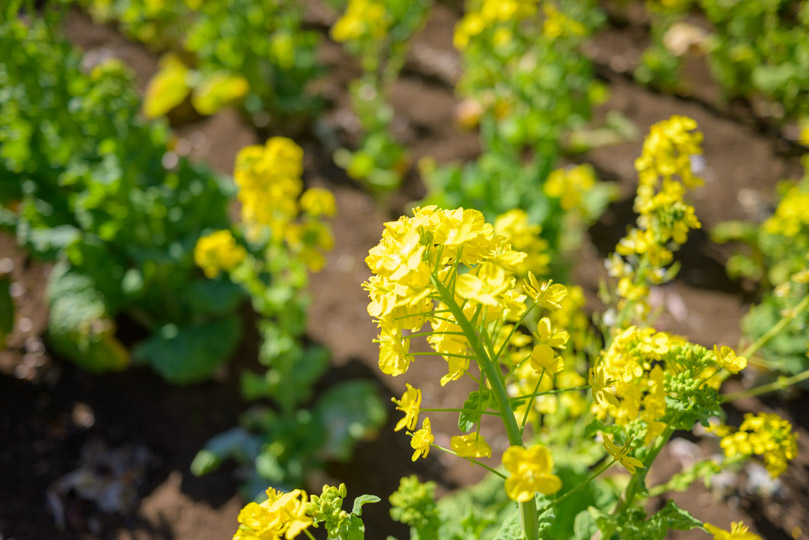 菜の花手前アップで背景はボケてる写真