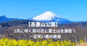 1月に咲く菜の花と富士山を撮影！一足早い春の絶景を解説