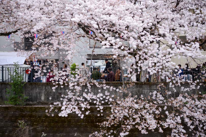 弘明寺から蒔田公園までのルート上のしだれた桜のアップ寄りの構図