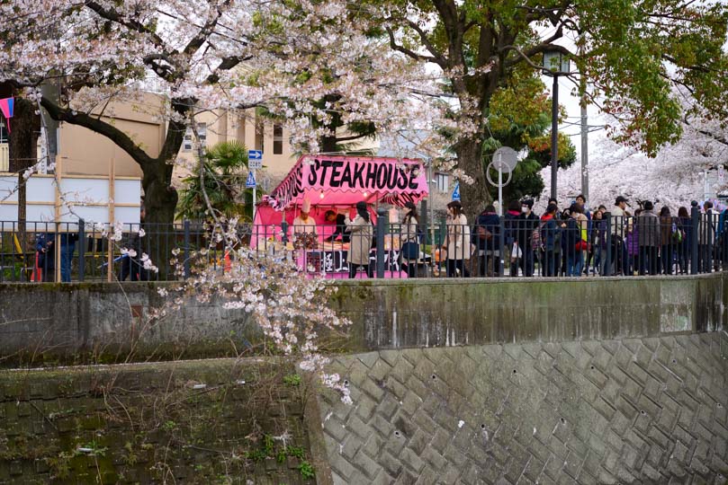 大岡川プロムナード沿いの屋台と桜、歩いている花見客