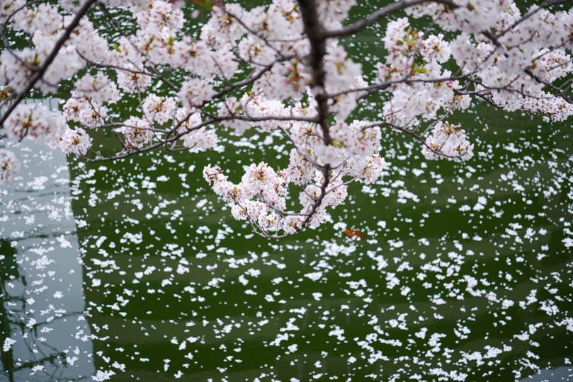 大岡川のしだれ桜と花いかだ