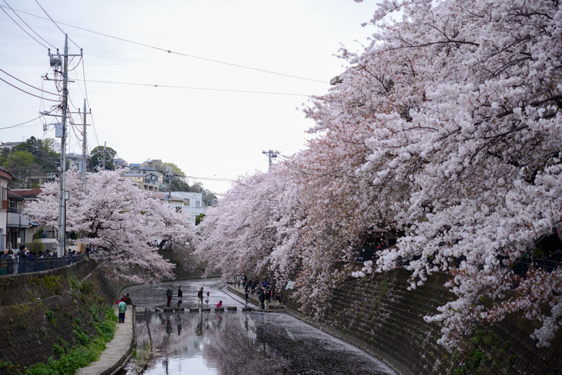 弘明寺から蒔田公園までのルート上の両サイドしだれた桜と真ん中に遊んでいる子供