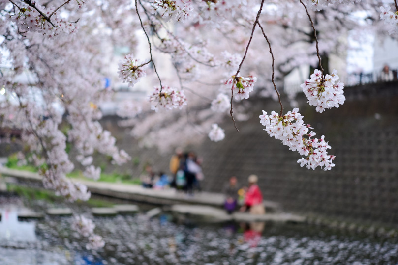 ソメイヨシノの桜と背景に花見の人