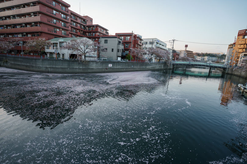 中村川分流地点と花いかだ