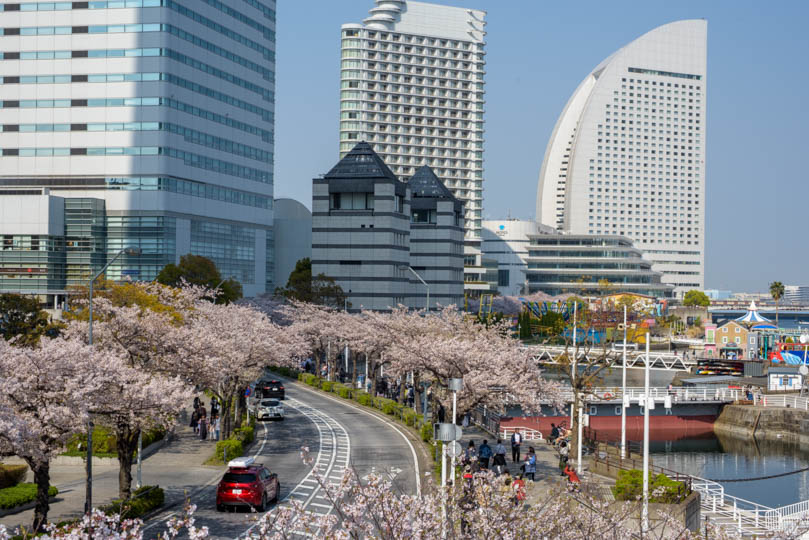 みなとみらいの橋の上から見た桜並木とコンチネンタルホテル