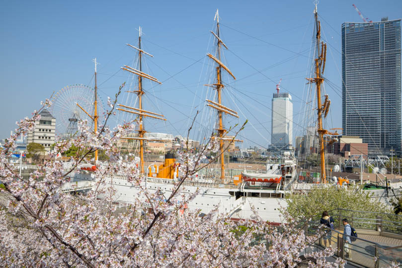 桜と帆船日本丸