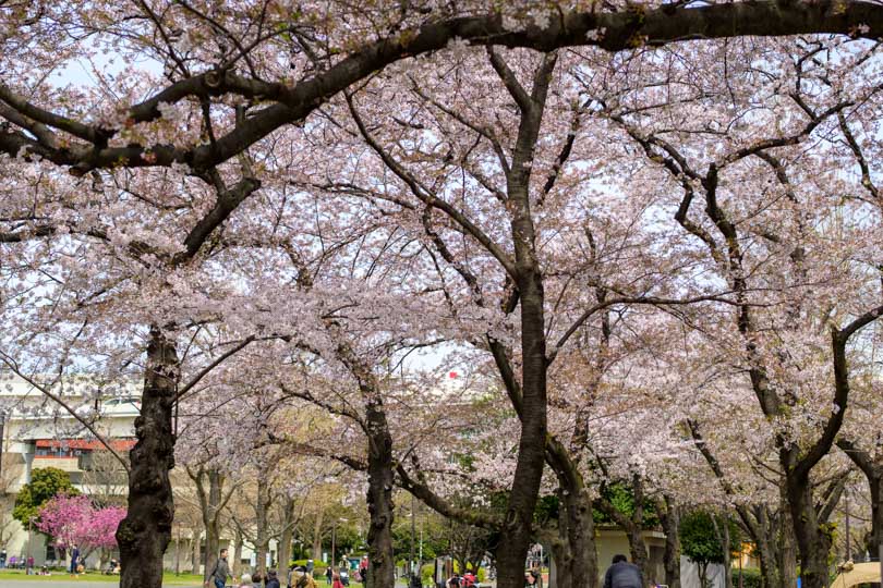 蒔田公園と桜と花見の人