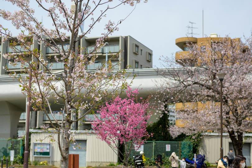 蒔田公園と桜と後ろに首都高