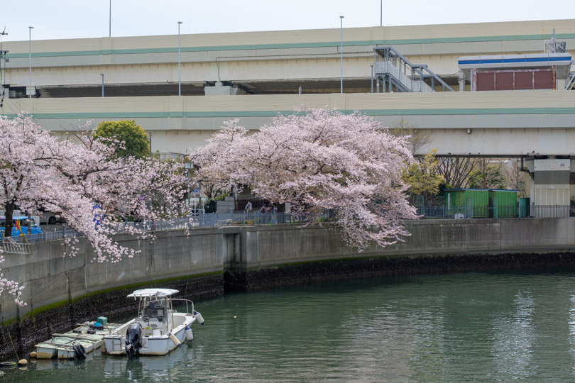 中村川分流地点と桜と背景に首都高